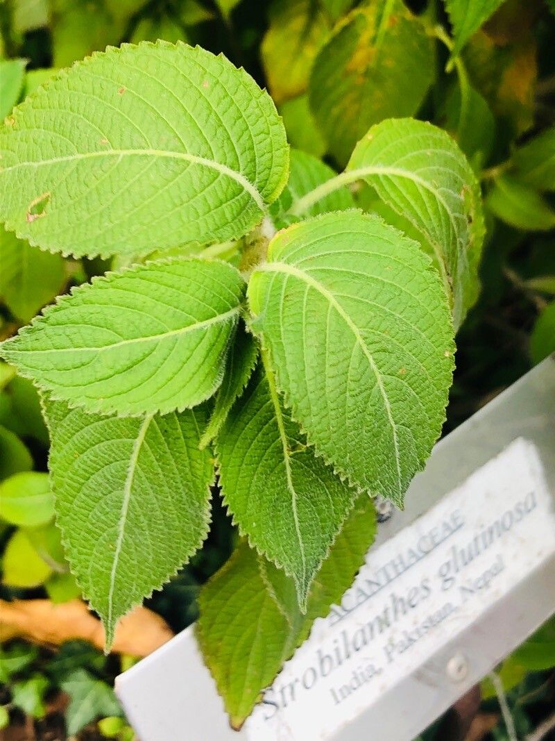 Strobilanthes glutinosus leaf