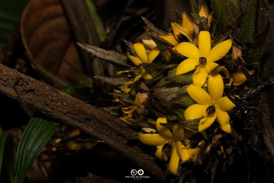 Molineria capitulata flower