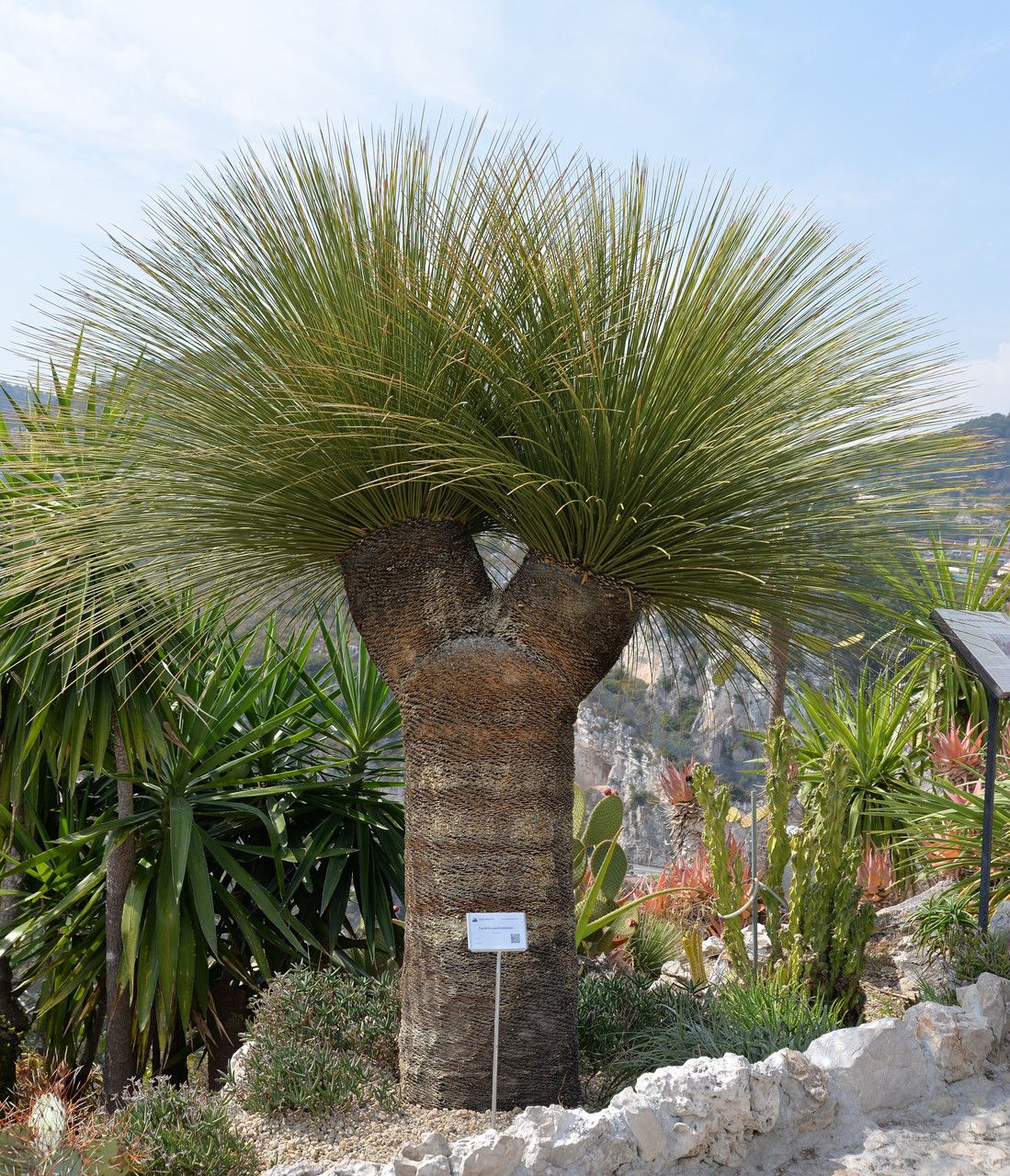 Dasylirion quadrangulatum habit