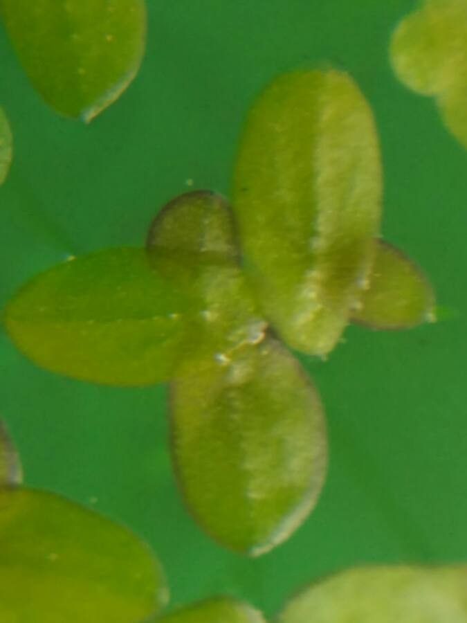 Lemna gibba leaf
