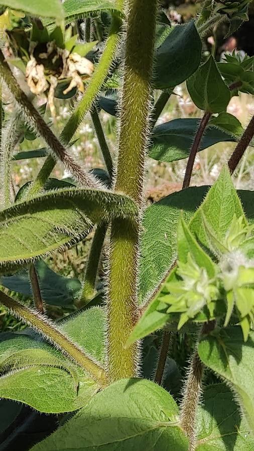 Silphium mohrii bark