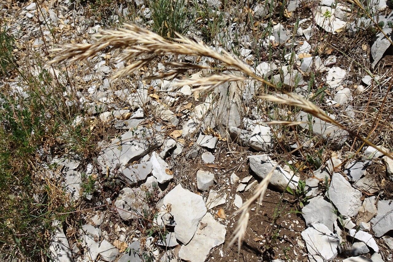 Brachypodium retusum flower