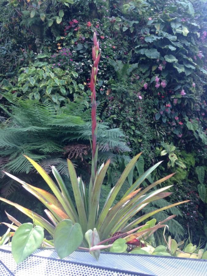 Werauhia ororiensis flower