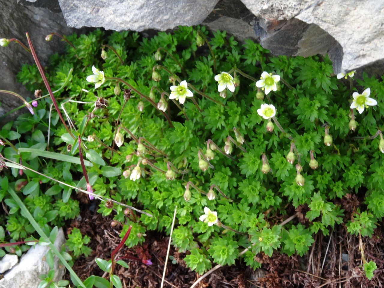Saxifraga praetermissa habit