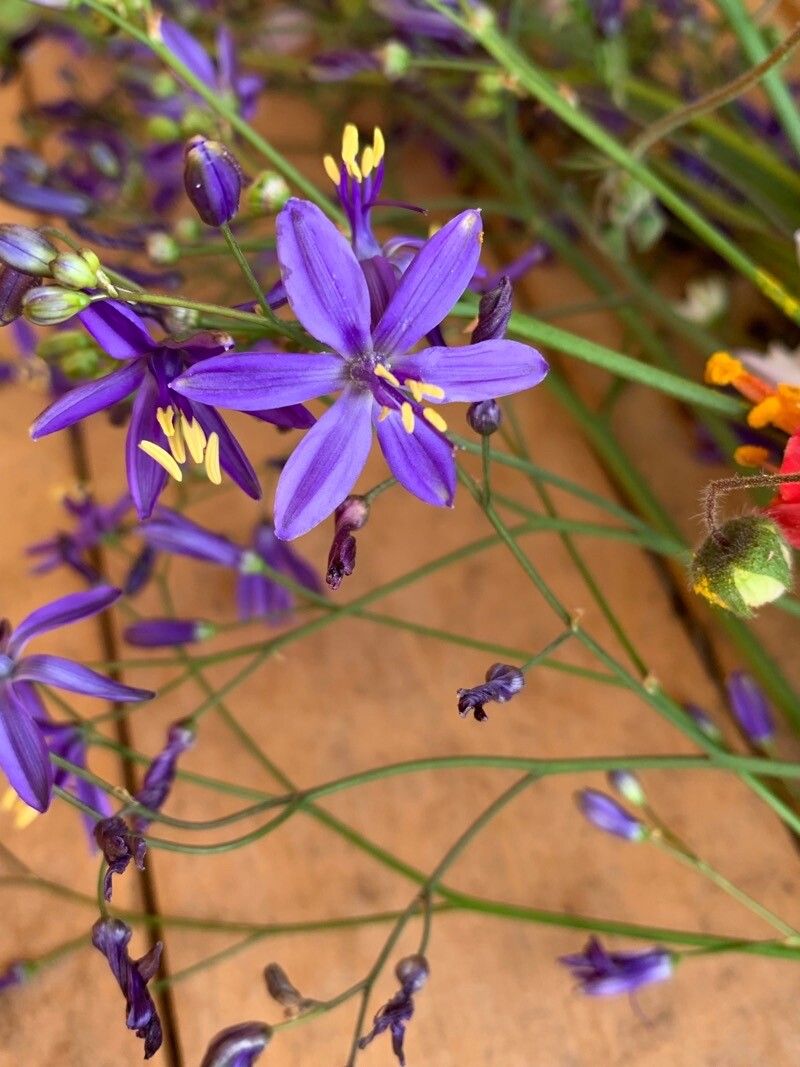 Pasithea caerulea flower