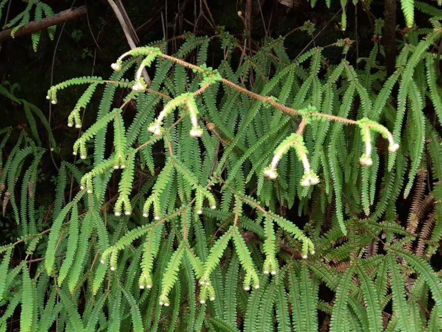 Sticherus ferrugineus leaf