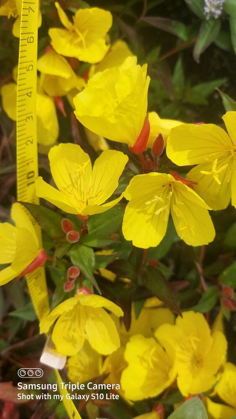 Oenothera tetragona flower