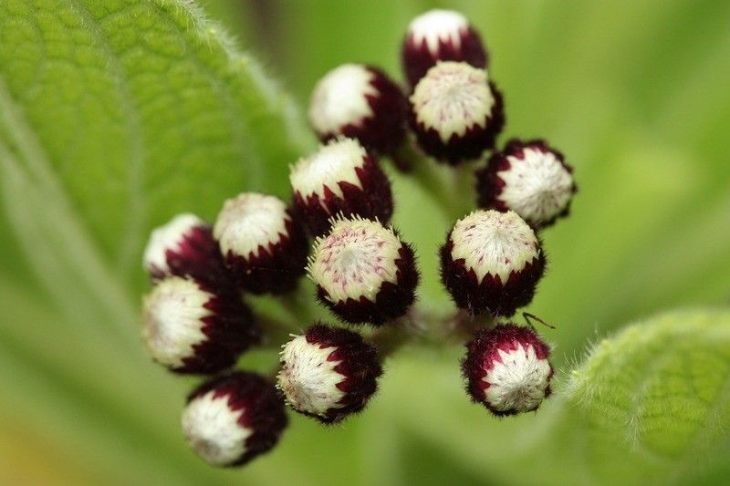 Psiadia anchusifolia flower