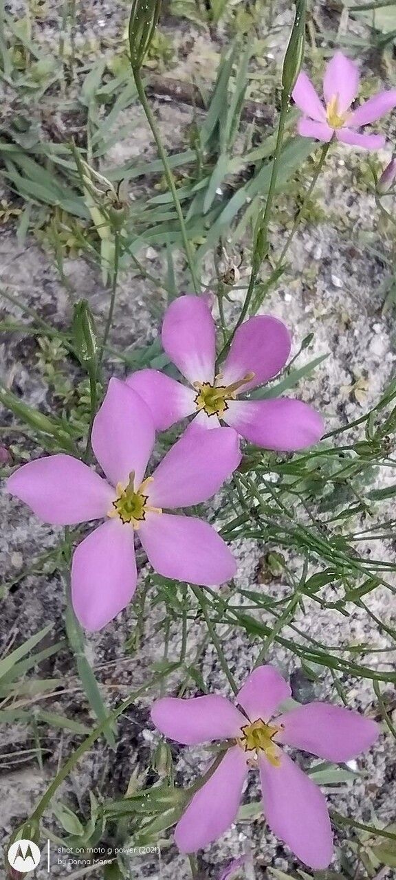 Sabatia stellaris — houseplant care guide