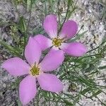 Sabatia stellaris