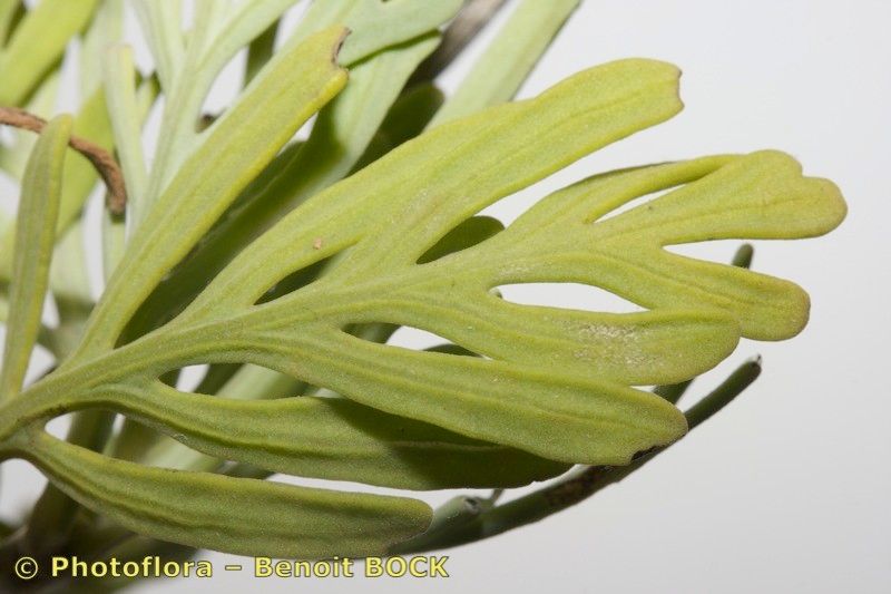 Lavandula lancerottensis — search result for 'Lavandula'