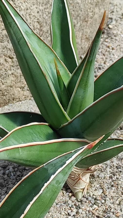 Sansevieria pinguicula — search result for 'Sansevieria'