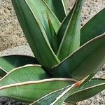 Sansevieria pinguicula