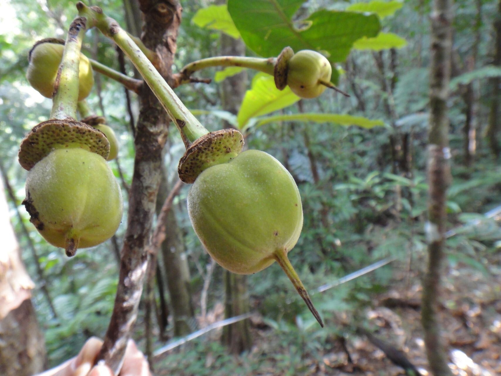 Sloanea raynaliana fruit