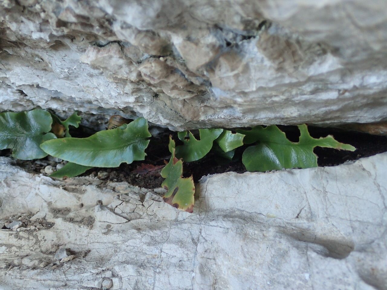 Asplenium sagittatum habit
