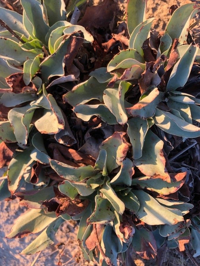 Limonium costae — houseplant care guide