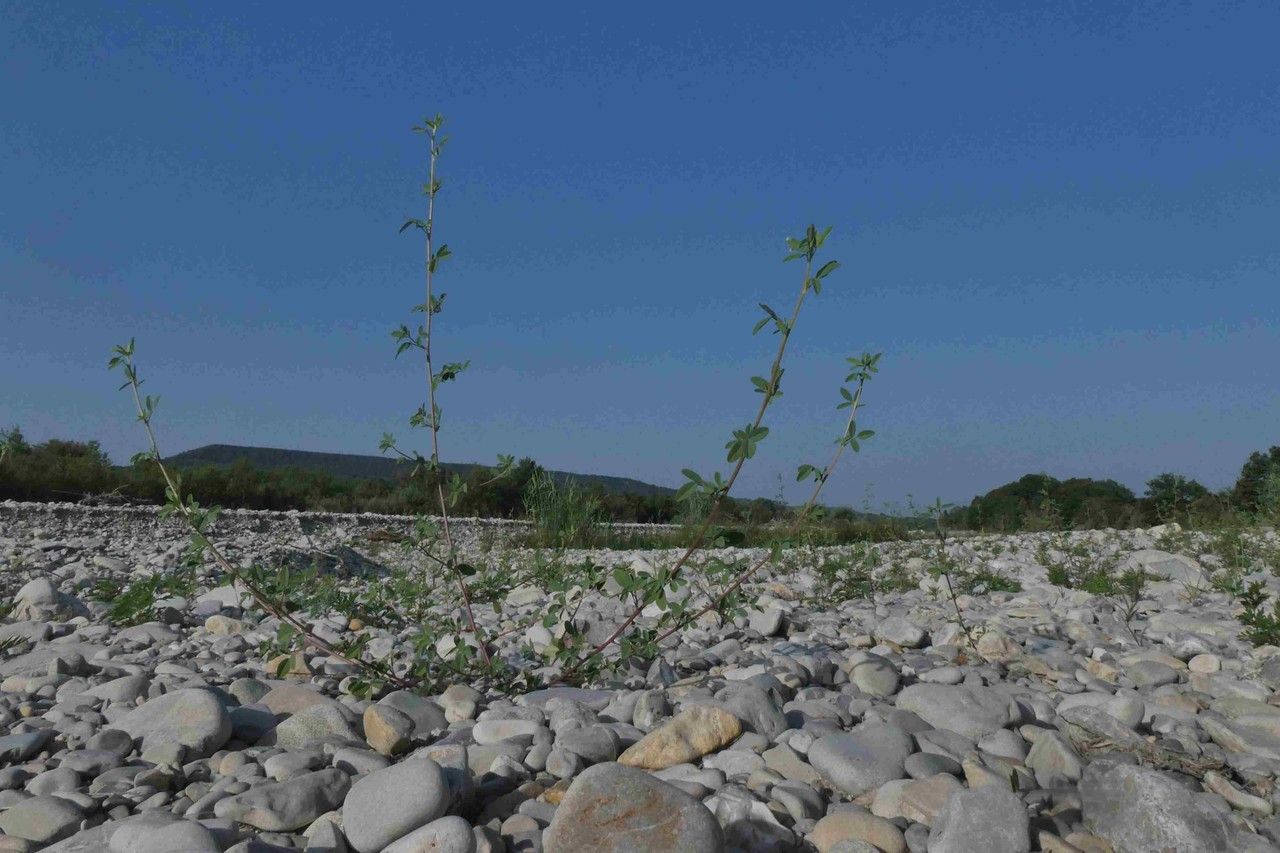 Lotus herbaceus habit