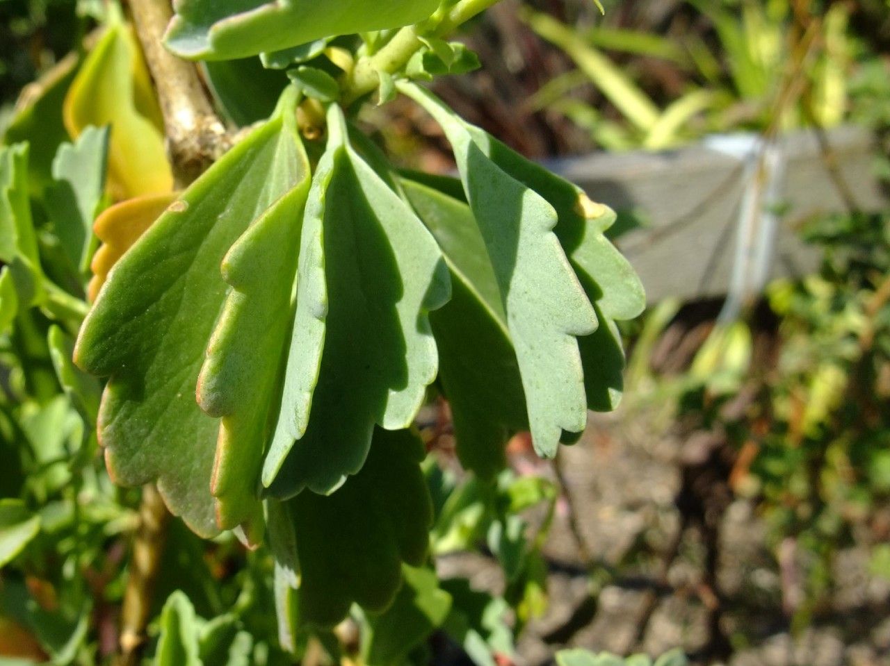 Pelargonium acetosum