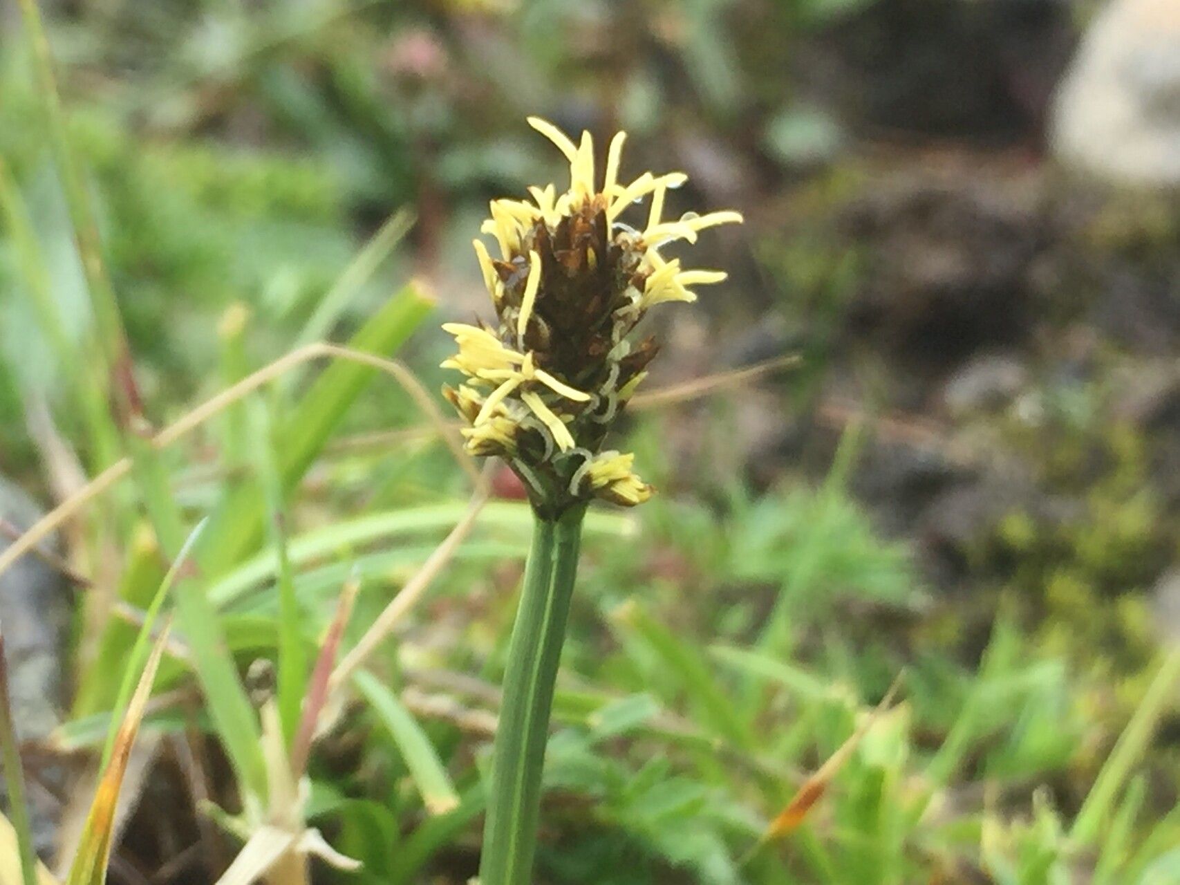 Carex uncinioides flower