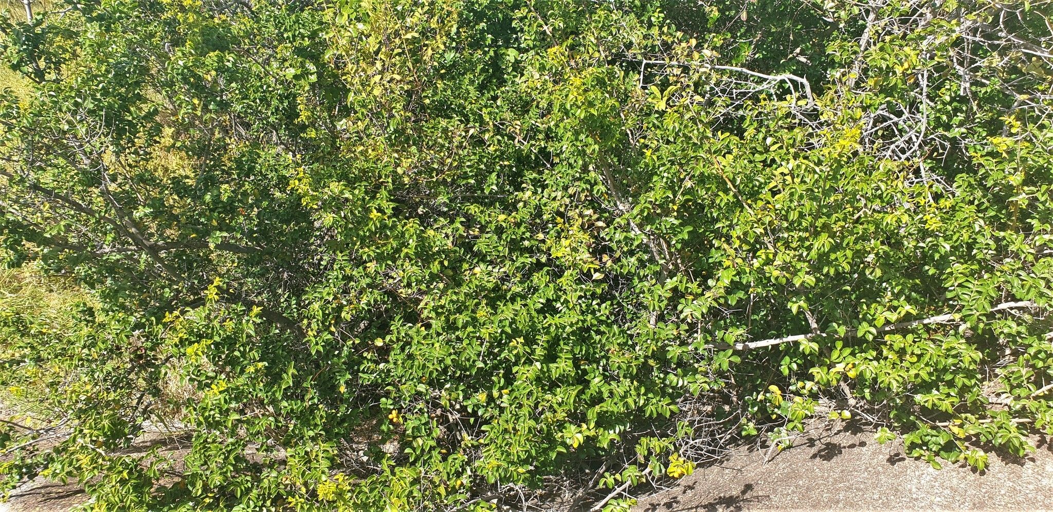 Strychnos matopensis habit