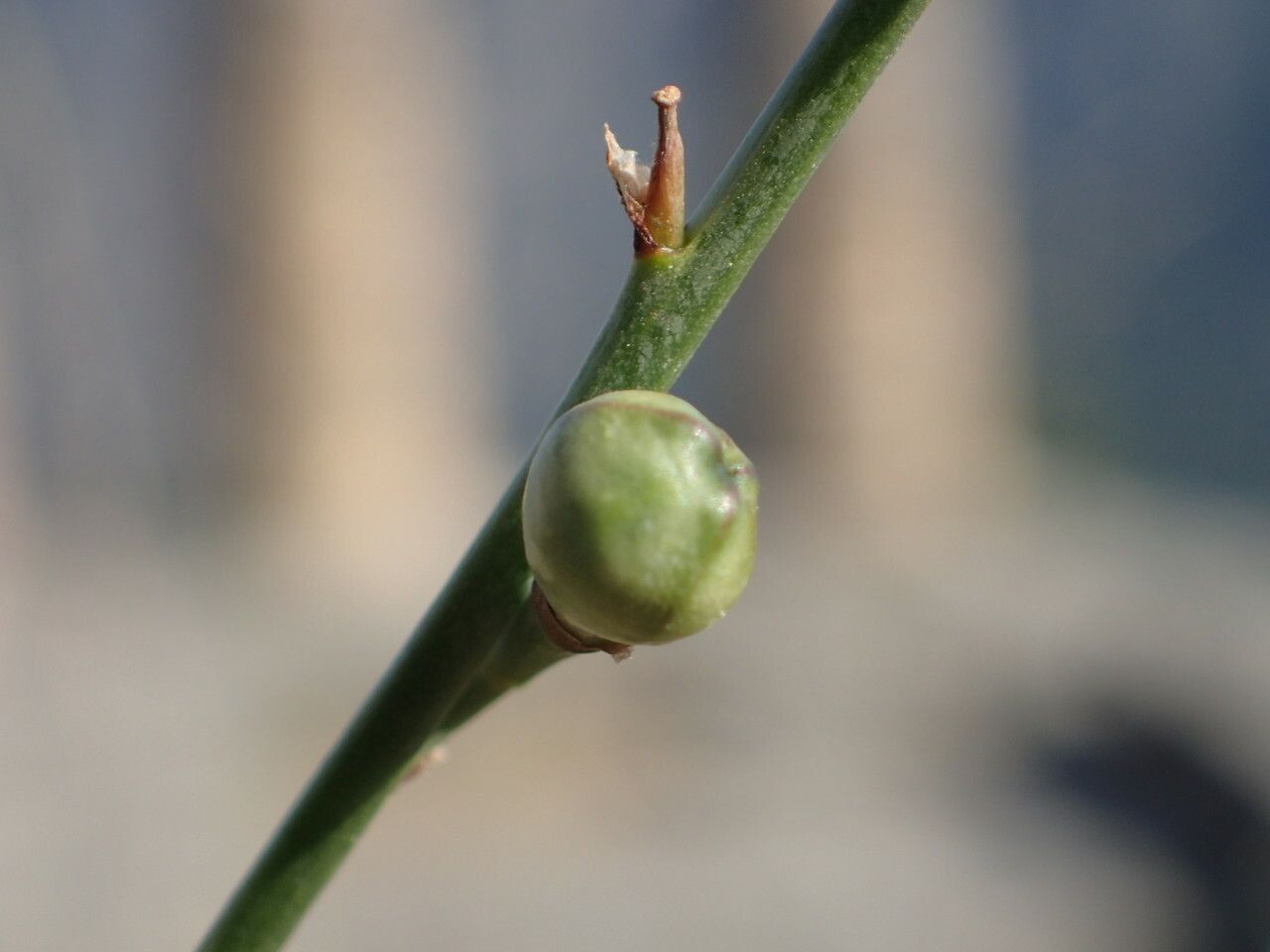 Asphodelus fistulosus fruit