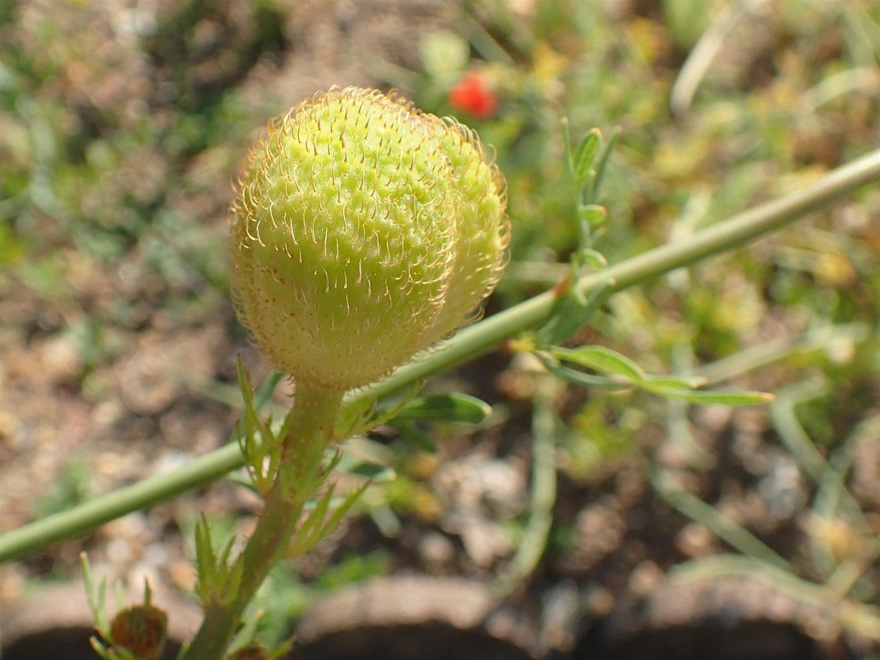 Romneya coulteri fruit