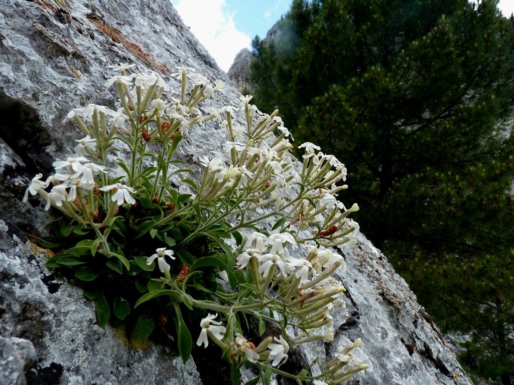 Silene andryalifolia habit