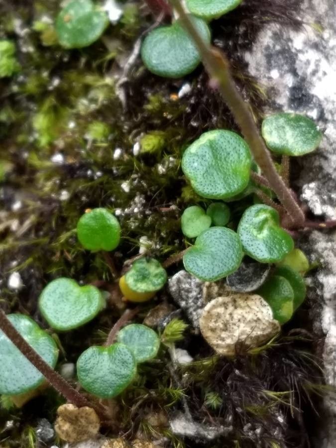 Soldanella minima — related species from the same genus