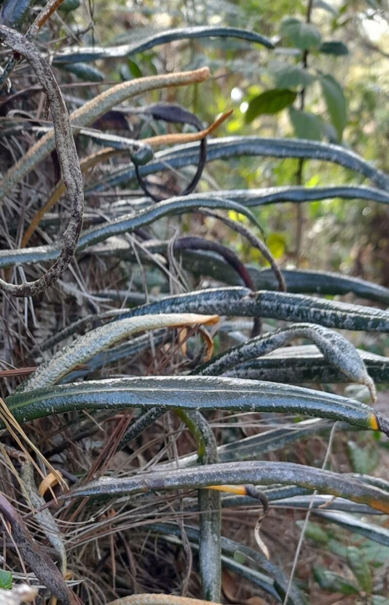 Elaphoglossum engelii habit
