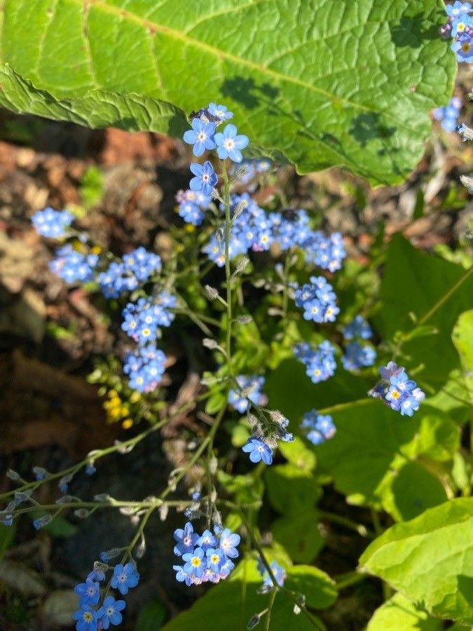 Myosotis lithospermifolia — houseplant care guide
