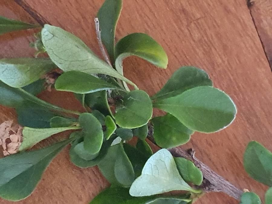 Turraea mombassana leaf