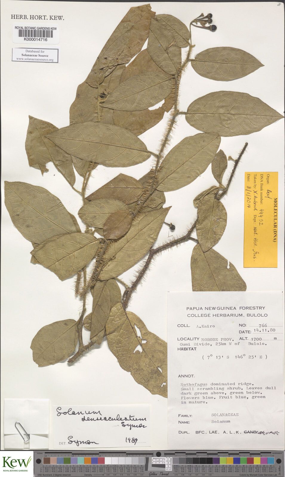 Solanum denseaculeatum — houseplant care guide