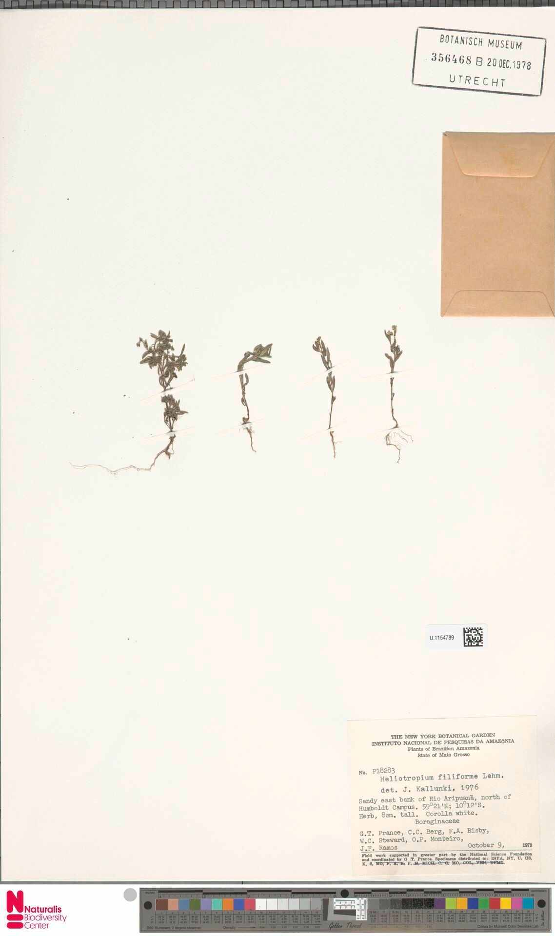 Euploca filiformis — search result for 'Euploca'