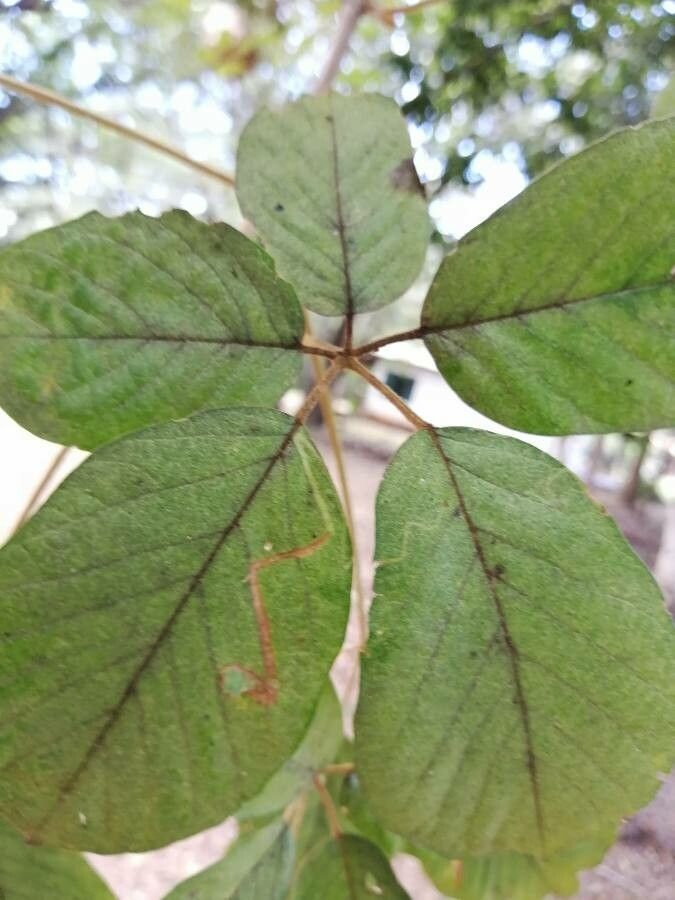 Handroanthus ochraceus leaf