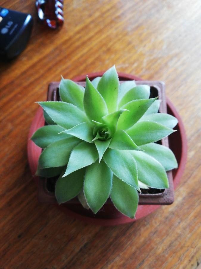Sempervivum dolomiticum leaf
