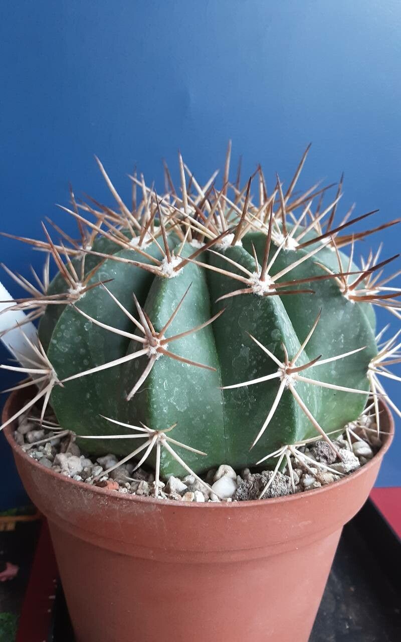 Melocactus pruinosus habit