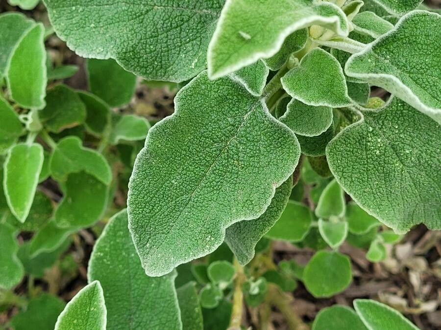 Phlomis floccosa — search result for 'Phlomis'