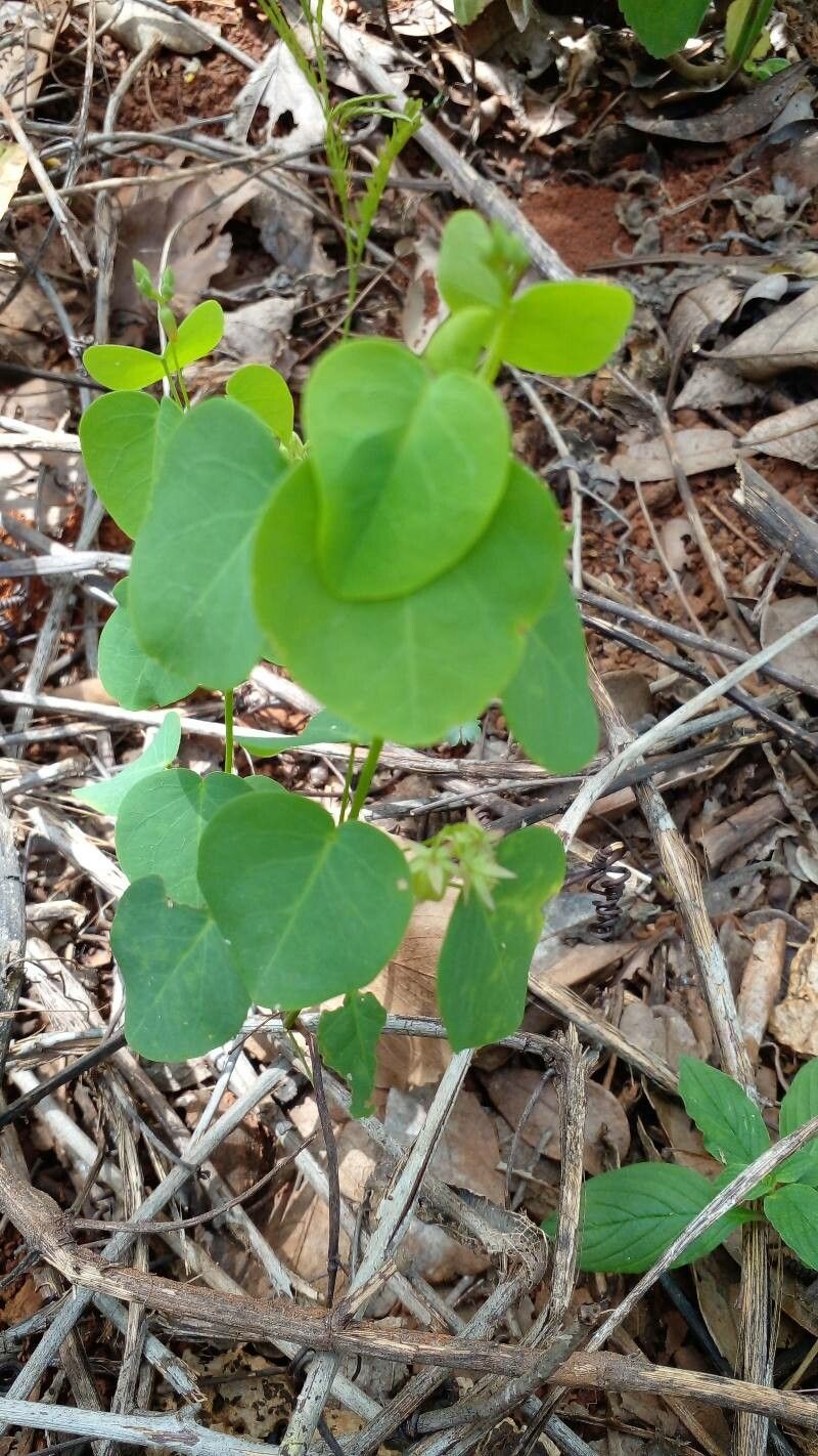 Oxalis suborbiculata habit