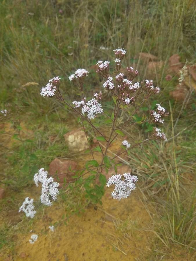 Stevia viscida — houseplant care guide