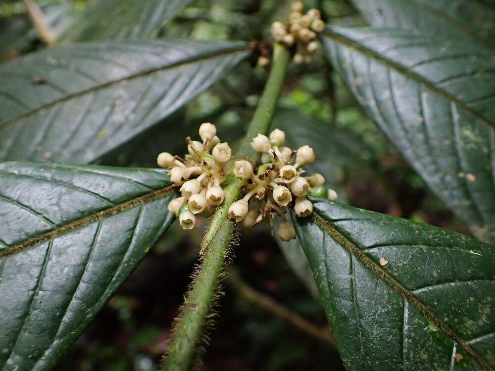 Pauridiantha longistipula — houseplant care guide