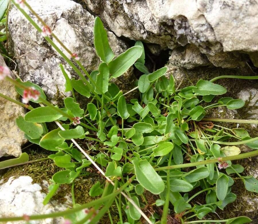 Rumex nivalis — houseplant care guide