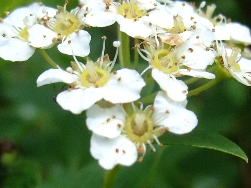 Spiraea blumei flower