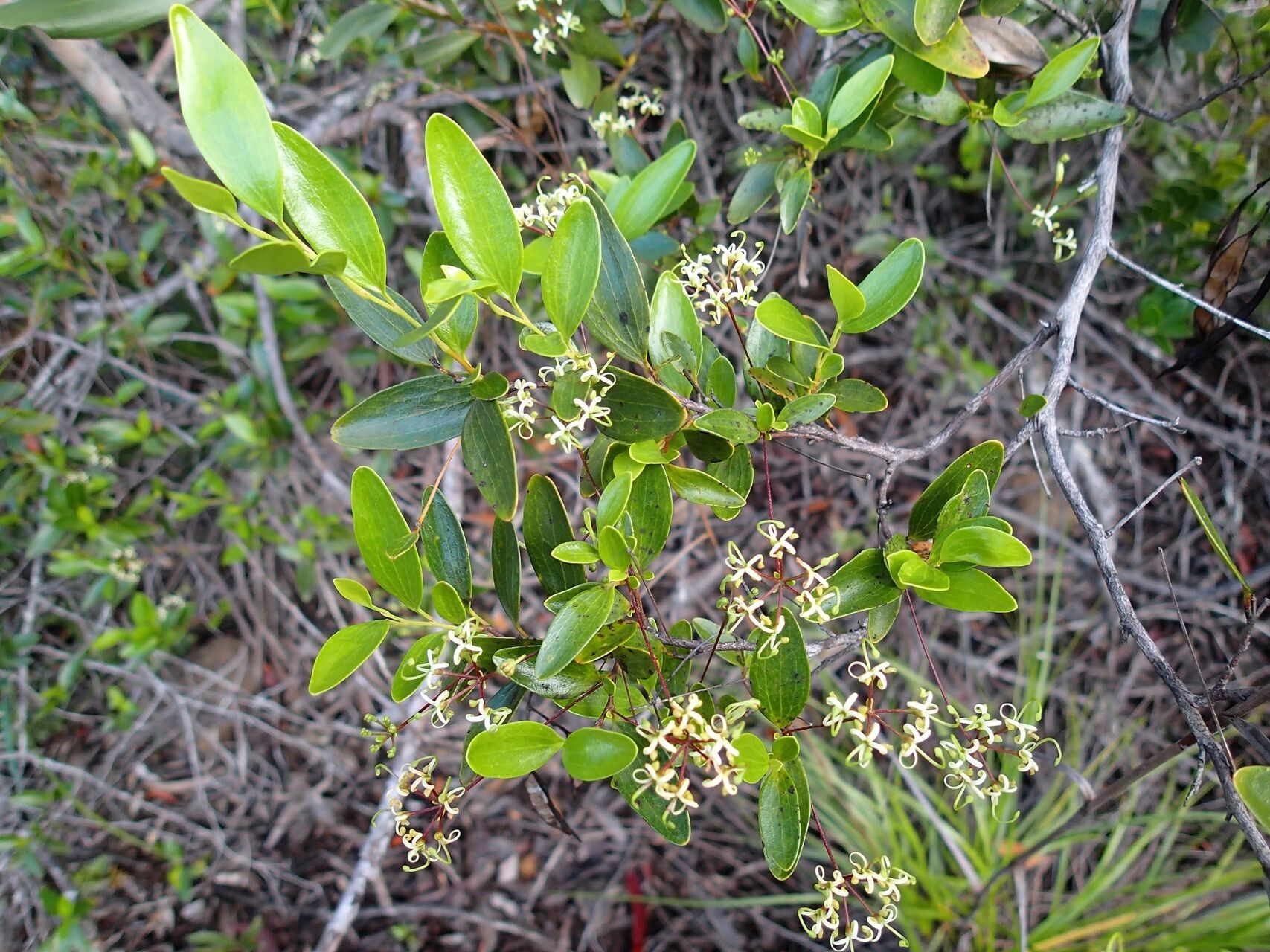 Stenocarpus umbellifer habit