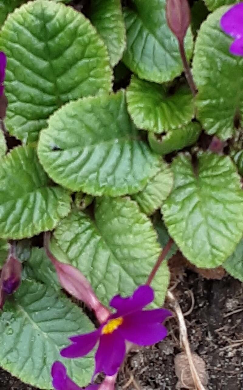 Primula juliae — search result for 'Primula'