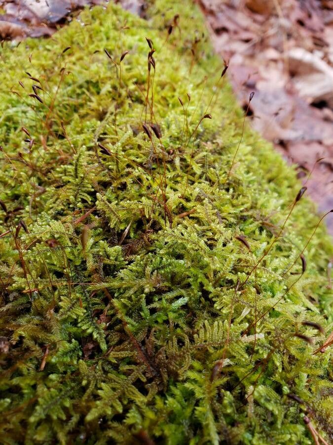 Selaginella apoda other