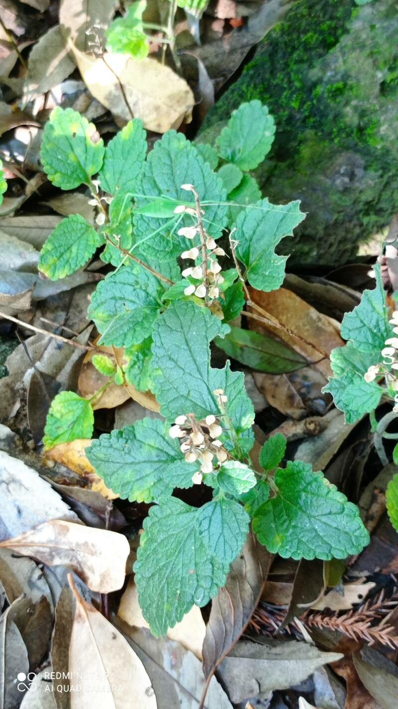 Scutellaria indica fruit