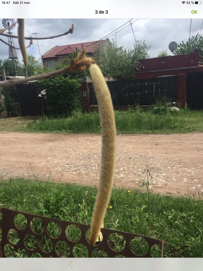Handroanthus pulcherrimus fruit