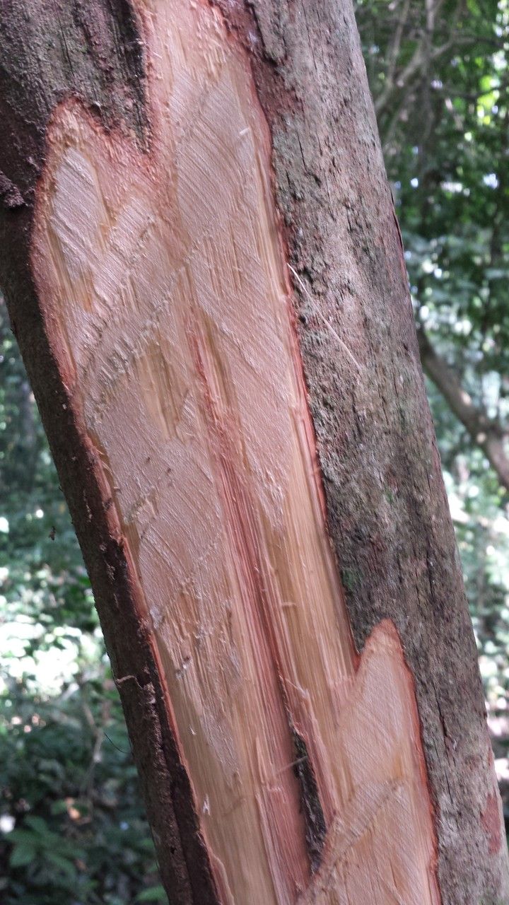 Englerophytum oblanceolatum bark