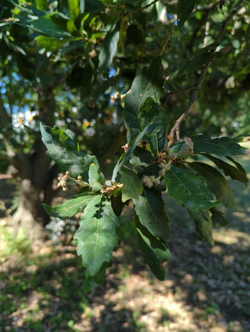 Quercus x turneri — houseplant care guide