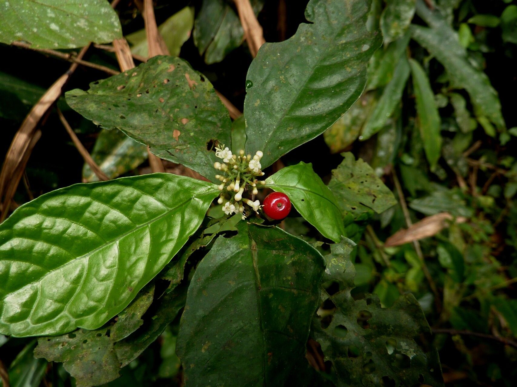 Psychotria rhizomatosa — houseplant care guide